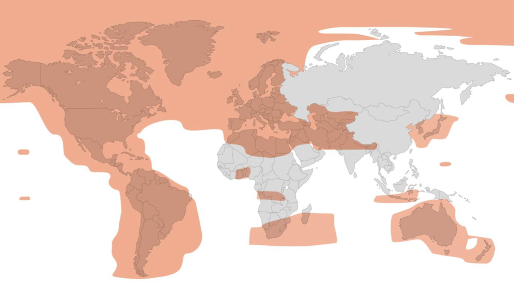 ONEWEB - BRIDGE 30/6 500GB.